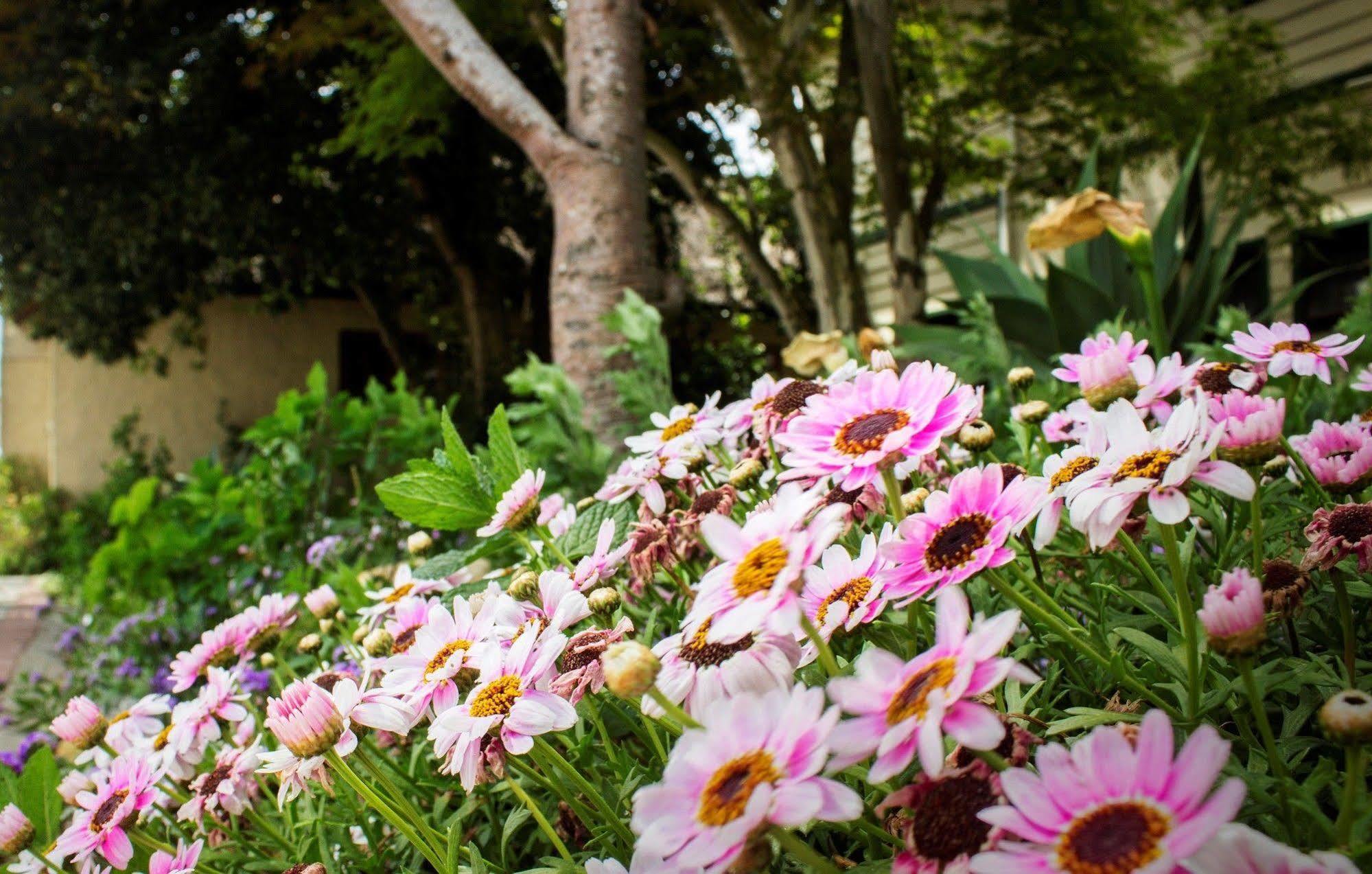 Victoria And Alfred Guest House Port Elizabeth Esterno foto